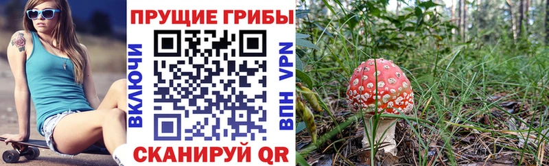 где купить Палласовка Галлюциногенные грибы Magic Shrooms